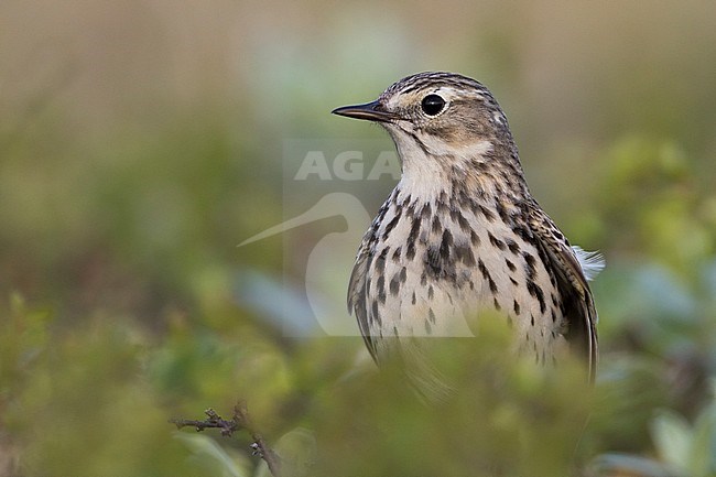 Meadow Pipit - Wiesenpieper - Anthus pratensis ssp. pratensis, Russia stock-image by Agami/Ralph Martin,