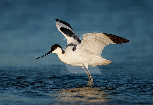 Kluut, Pied Avocet, Recurvirostra avosetta stock-image by Agami/Menno van Duijn,
