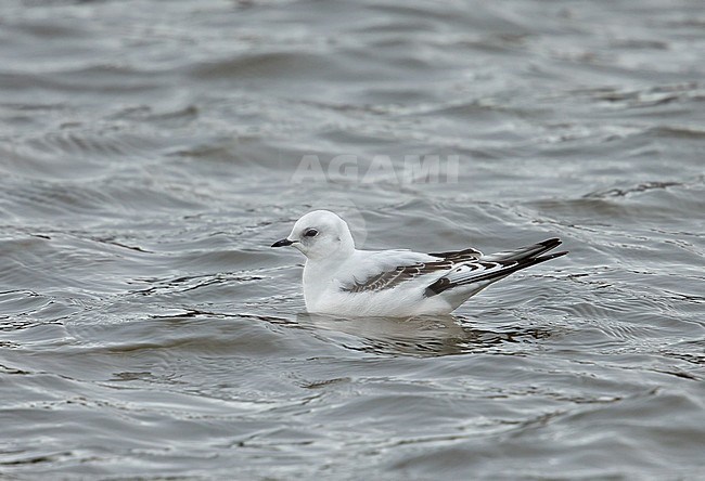 First-winter Ross's Gull (Rhodostethia rosea) swimming in the harbour of Vlissingen, Zeeland, The Netherlands. stock-image by Agami/Kris de Rouck,