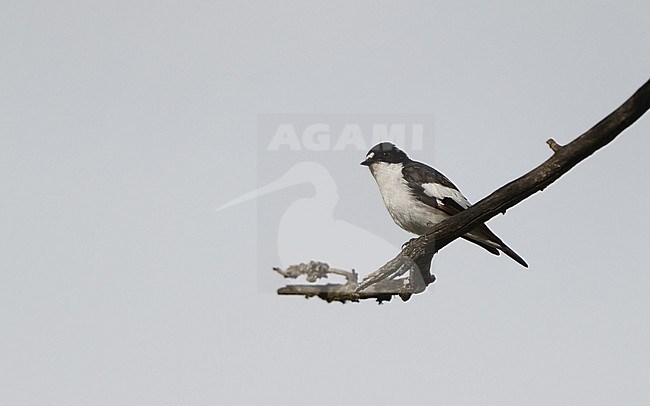 Breeding male Iberian Pied Flycatcher (Ficedula hypoleuca iberiae) perched on a branch in an old growth oak forest near Crémenes, Castilla y Leon, Spain. stock-image by Agami/Helge Sorensen,