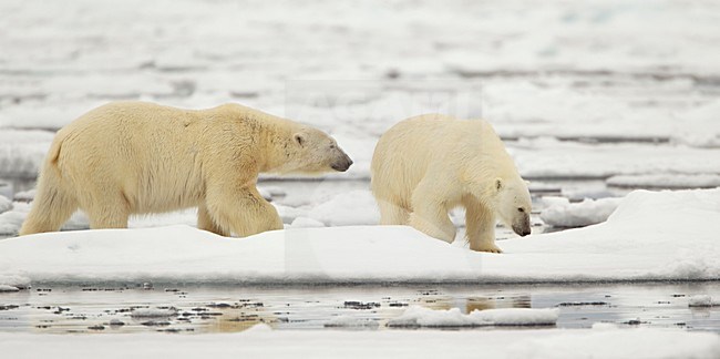IJsberen op ijs, Polar Bears on ice stock-image by Agami/Danny Green,