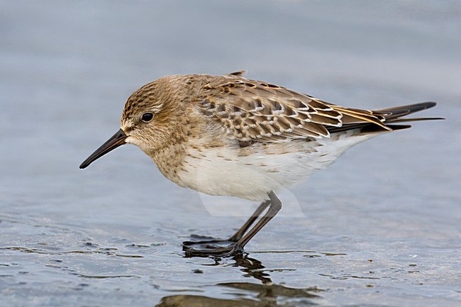 Piro-piro di Bonaparte; White-rumped Sandpiper; Calidris fuscico stock-image by Agami/Daniele Occhiato,