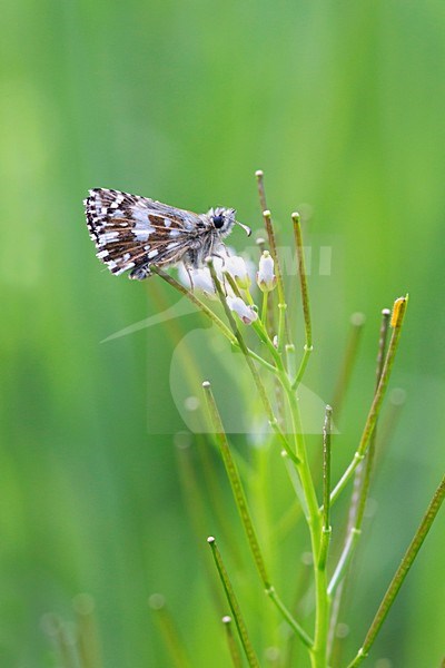 Aardbeivlinder, Grizzled Skipper stock-image by Agami/Theo Douma,
