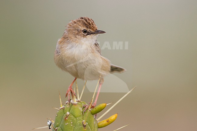 Zitting Cisticola - Zistensänger - Cisticola juncidis ssp. cisticola, Morocco stock-image by Agami/Ralph Martin,