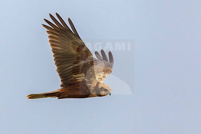 Bruine Kiekendief;  Marsh Harrier stock-image by Agami/Daniele Occhiato,