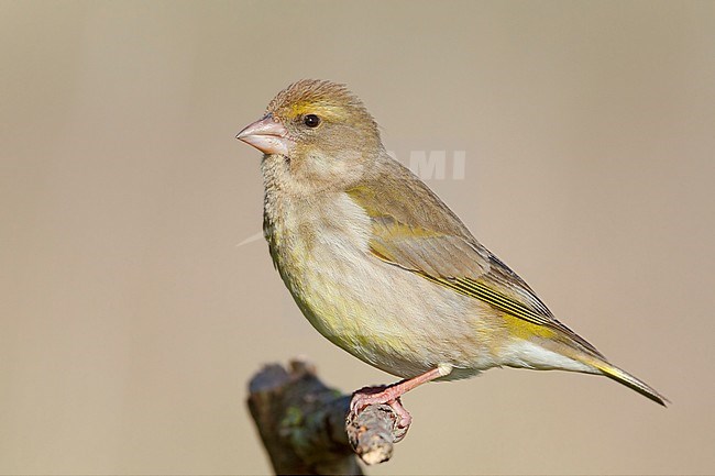 European Greenfinch, Female perched on a branch, Campania, Italy (Carduelis chloris) stock-image by Agami/Saverio Gatto,