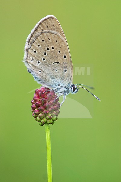 Pimpernelblauwtje op de grote pimpernel / Scarce large blue on the great burnet stock-image by Agami/Bas Mandos,