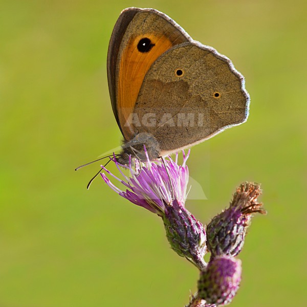 Bruin zandoogje, Meadow brown stock-image by Agami/Theo Douma,