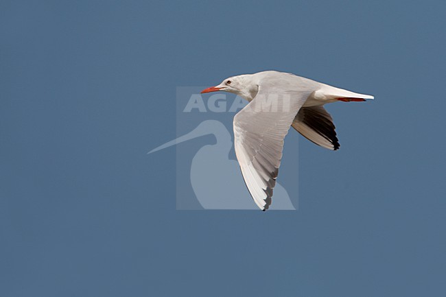 Dunbekmeeuw in vlucht; Slender-billed Gull in flight stock-image by Agami/Daniele Occhiato,