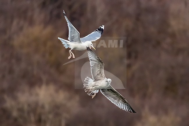 Adult arrassing a first-winter Caspian Gull (Larus cachinnans) flying over la Meuse in Yvoir, Namur, Belgium. stock-image by Agami/Vincent Legrand,