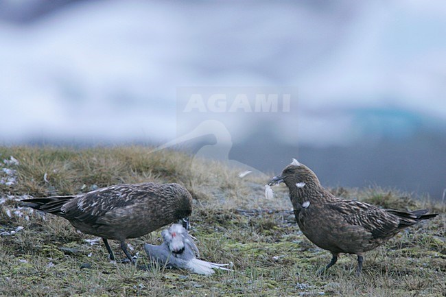 Grote Jagers met prooi; Great Skuas with prey stock-image by Agami/Menno van Duijn,