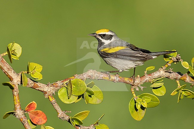 Adult male Golden-winged Warbler, Vermivora chrysoptera
Galveston Co., Texas, USA stock-image by Agami/Brian E Small,