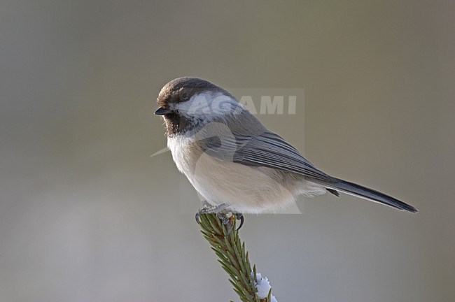 Siberian Tit perched on branch; Bruinkopmees zittend op een tak stock-image by Agami/Jari Peltomäki,