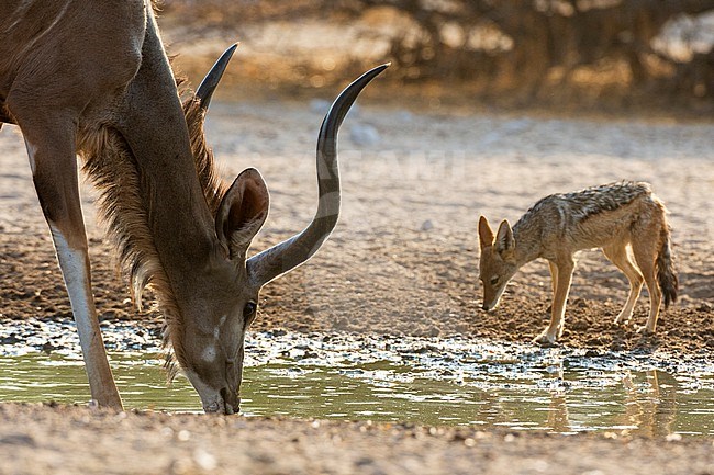 A greater kudu male, Tragelaphus strepsiceros, and black-backed jackal, Canis mesomelas, drinking. Kalahari, Botswana stock-image by Agami/Sergio Pitamitz,