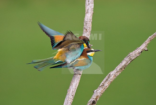 Bijeneter parend; European Bee-eater mating stock-image by Agami/Marc Guyt,
