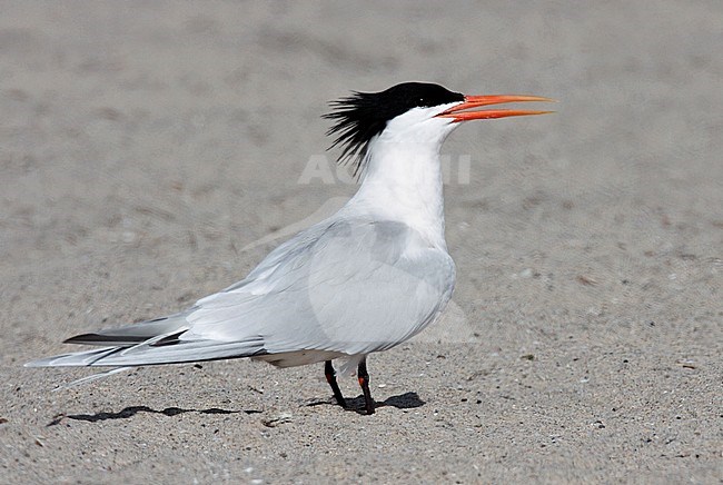 Adult breeding
Los Angeles Co., CA
May 2009 stock-image by Agami/Brian E Small,