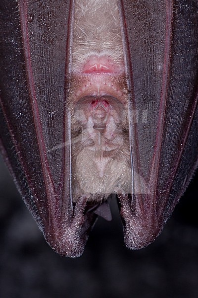 Grote hoefijzerneus hangend; Greater horseshoe bat hanging stock-image by Agami/Theo Douma,