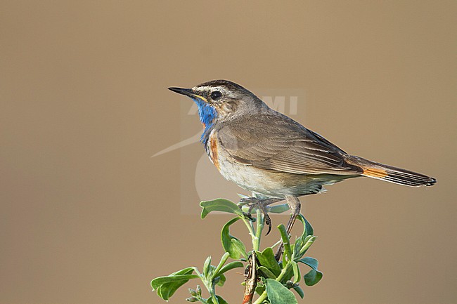 Red-spotted Bluethroat - Blaukehlchen - Cyanecula svecica ssp. pallidogularis, Kazakhstan, adult male stock-image by Agami/Ralph Martin,