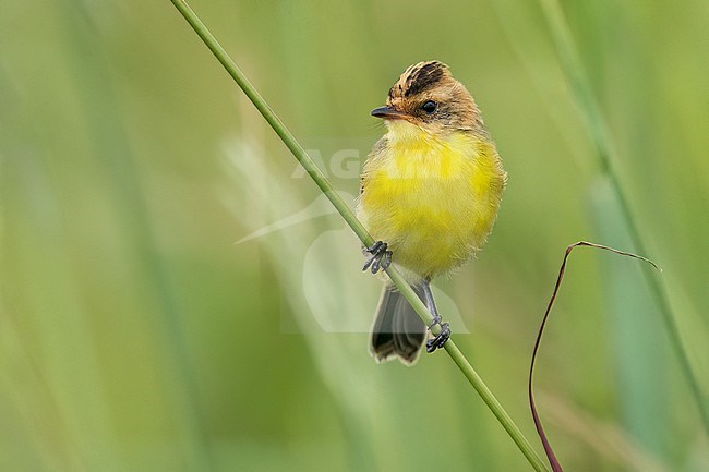 Crested Doradito (Pseudocolopteryx sclateri) Perched in reeds Argentina stock-image by Agami/Dubi Shapiro,