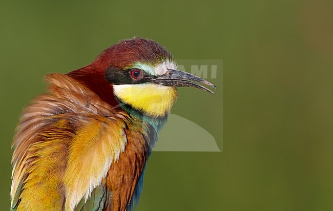 Close-up van een Bijeneter, Close up of an European bee-eater stock-image by Agami/Markus Varesvuo,
