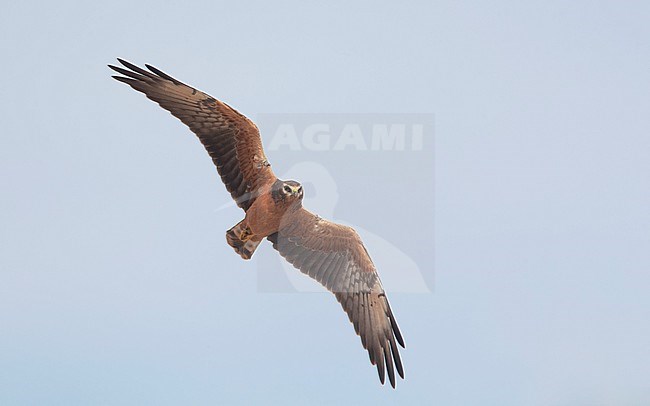 Juvenile Montagu's Harrier (Circus pygargus) in flight at Ballum, Southern Jutland, Denmark stock-image by Agami/Helge Sorensen,