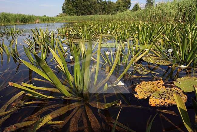 Nationaal Park de Weerribben stock-image by Agami/Jacques van der Neut,