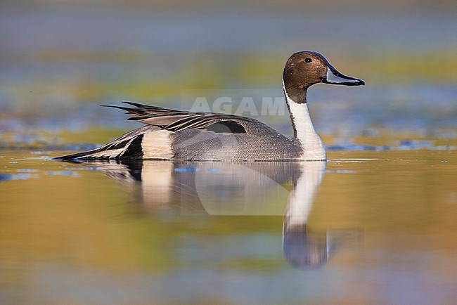 Northern Pintail (Anas acuta), side view of an adult male in the water, Campania, Italy stock-image by Agami/Saverio Gatto,