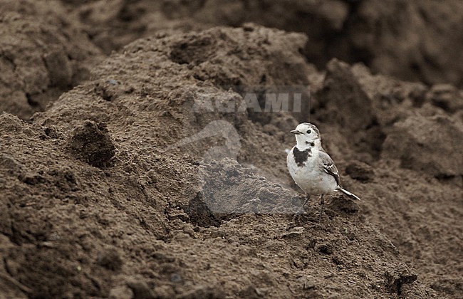 Wintering Amur Wagtail (Motacilla alba leucopsis) at Pench National park in India. stock-image by Agami/Helge Sorensen,