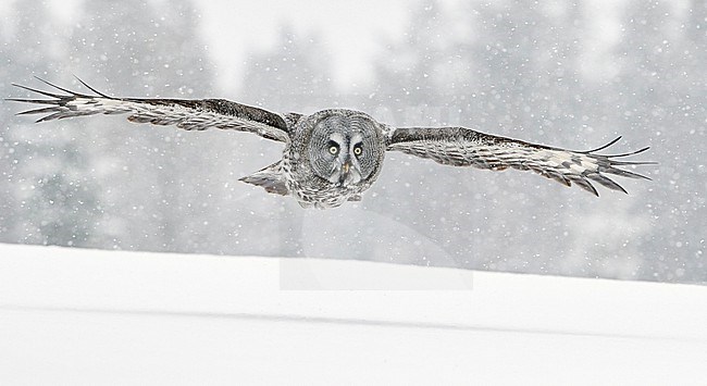 Great Grey Owl (Strix nebulosa) during a cold winter in a taiga forest in northern Finland. stock-image by Agami/Markus Varesvuo,