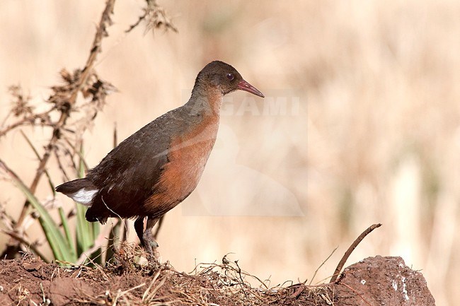 A Rouget's rail is a species of bird in the family Rallidae. It is the only member of the genus Rougetius. It is found in Eritrea and Ethiopia. It is seen standing on a roadside with a clear beige background. stock-image by Agami/Jacob Garvelink,