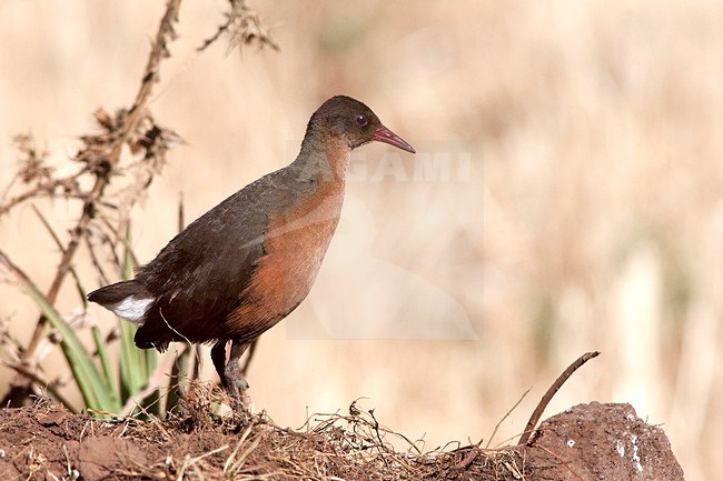 A Rouget's rail (Rougetius rougetii) in Ethiopia. It is the only member of the genus Rougetius. It is found in Eritrea and Ethiopia. It is seen standing on a roadside with a clear beige background. stock-image by Agami/Jacob Garvelink,