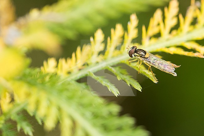 Sphaerophoria scripta - Long Hoverfly - Gewöhnliche Langbauchschwebfliege, Austria, imago stock-image by Agami/Ralph Martin,