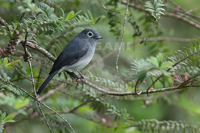 White-eyed Slaty-Flycatcher (Melaenornis fischeri) standing on a branch in the understory. stock-image by Agami/David Monticelli,