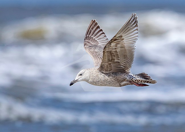 First-winter Thayer's Gull (Larus thayeri) Flying over the beach of Bergen-aan-Zee, Noord Holland, the Netherlands. stock-image by Agami/Vincent Legrand,