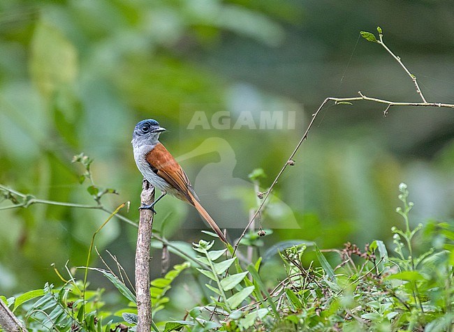 Sao Tome Paradise Flycatcher (Terpsiphone atrochalybeia). Also known as São Tomé flycatcher. stock-image by Agami/Pete Morris,