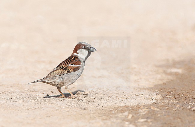 House Sparrow (Passer domesticus biblicus) during spring on Lesvos, Greece. stock-image by Agami/Marc Guyt,
