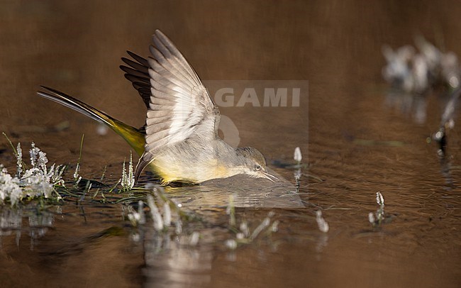 Grey Wagtail (Motacilla cinerea cinerea) a 2cy bird showing underwing when catching an insect in water at Roskilde, Denmark stock-image by Agami/Helge Sorensen,