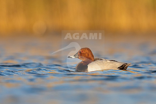 Common Pochard (Ayhtya ferina), side view of an adult male swimming in the water, Campania, Italy stock-image by Agami/Saverio Gatto,