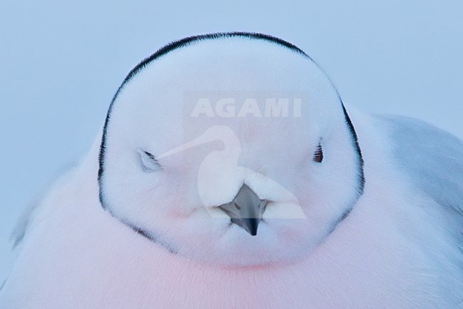 Pink adult Ross's Gull (Rhodostethia rosea) in breeding plumage during the short arctic spring in Barrow, Alaska, USA in June 2018 stock-image by Agami/Dubi Shapiro,