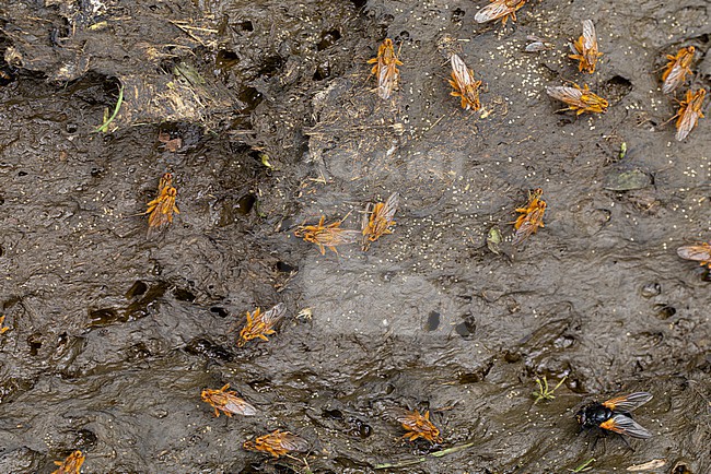 yellow dung fly or golden dung fly (scathophaga stercoraria) meeting on fresh cow pat for mating or copulating, afterwards laying eggs in the manure; in the right lower edge is a single noon fly or noonday fly (mesembrina meridiana) stock-image by Agami/Mathias Putze,