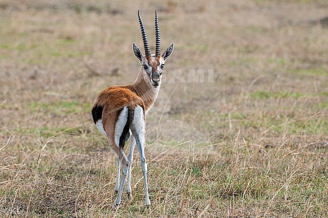 Portrait of a Grant's gazelle, Gazella granti, looking at the camera. Masai Mara National Reserve, Kenya. stock-image by Agami/Sergio Pitamitz,