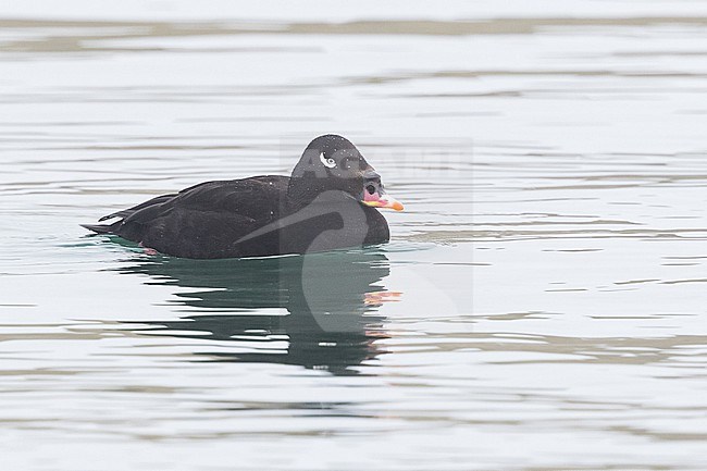 Stejneger's Scoter in Hokkaido, Japan stock-image by Agami/Stuart Price,