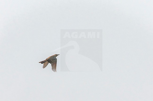 Long-billed pipit (Anthus similis) in India during autumn. stock-image by Agami/Marc Guyt,