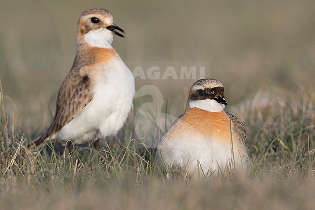 Lesser Sand Plover - Mongolenregenpfeifer - Charadrius mongolus ssp. pamirensis, Kyrgyzstan, adult male and female stock-image by Agami/Ralph Martin,