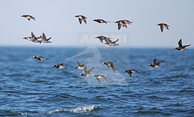 Long-tailed Duck group in flight, IJseend groep in vlucht stock-image by Agami/Markus Varesvuo,