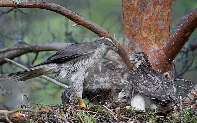 Havik op prooi met jongen; Northern Goshawk on prey with young stock-image by Agami/Markus Varesvuo,