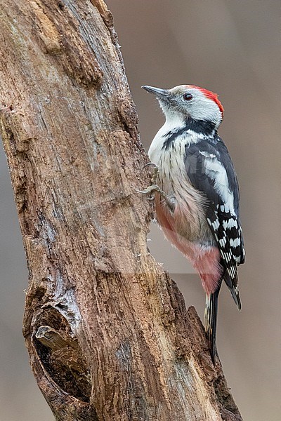 Middle Spotted Woodpecker (Dendrocopos medius), side view of an adult male perched on an old trunk, Podlachia, Poland. stock-image by Agami/Saverio Gatto,
