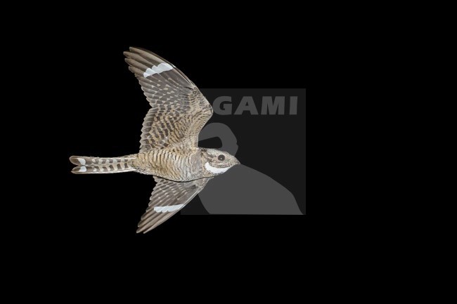 Adult male
Pima Co., AZ
May 2014 stock-image by Agami/Brian E Small,