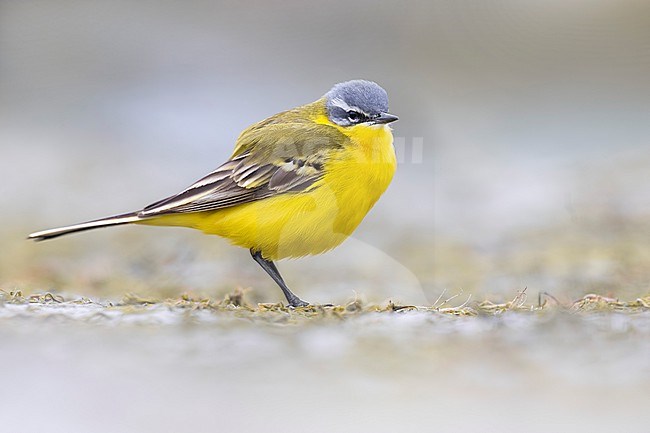 Spring male Blue-headed Wagtail (Mortacilla flava flava) in Italy. stock-image by Agami/Daniele Occhiato,