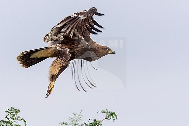Greater Spotted Eagle, Juvenile in flight, Salalah, Dhofar, Oman (Clanga clanga) stock-image by Agami/Saverio Gatto,